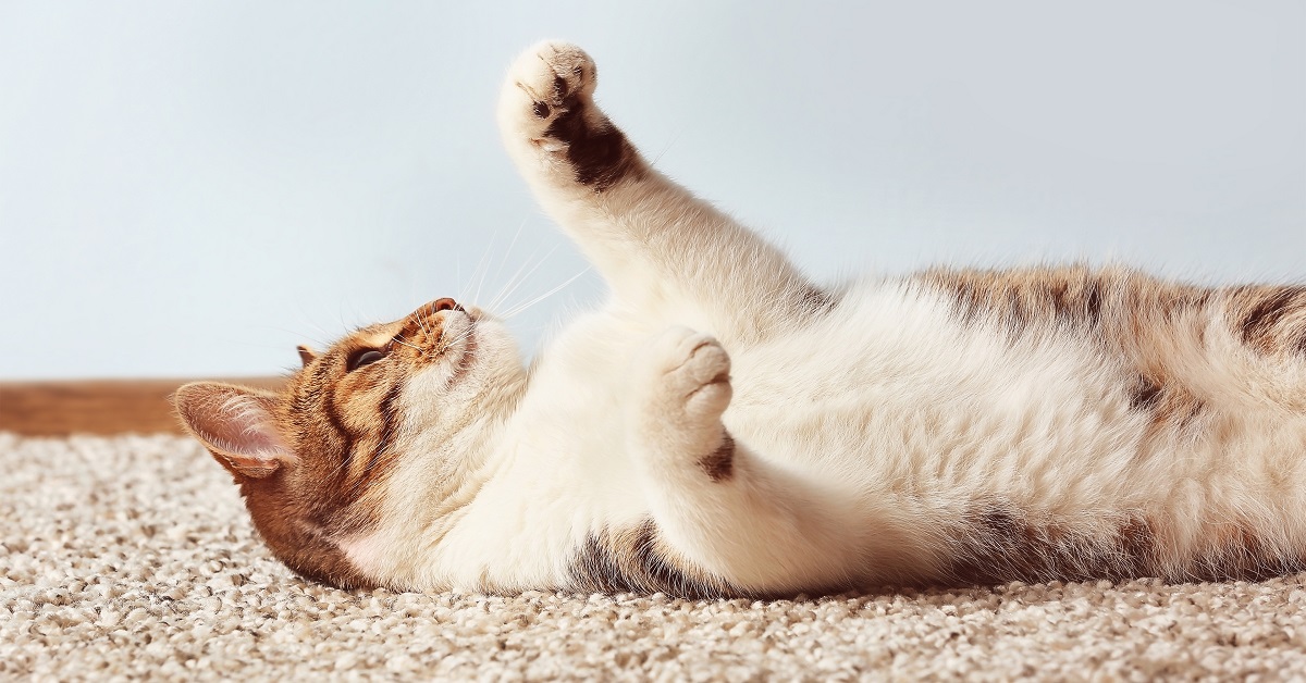 gatto supino