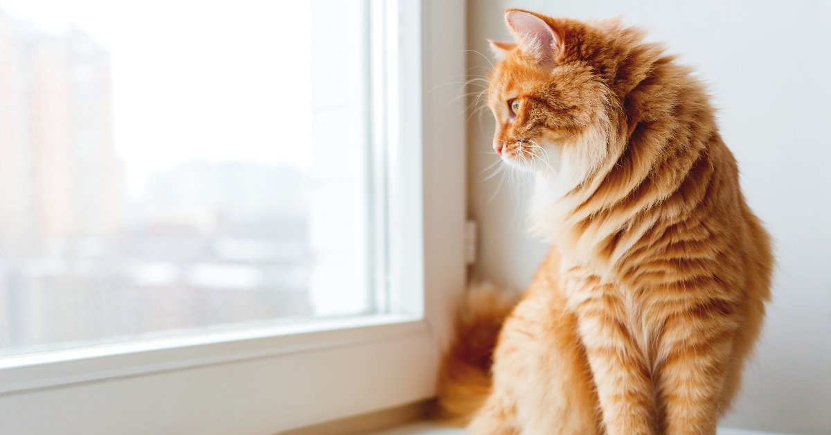 gatto guarda fuori dalla finestra