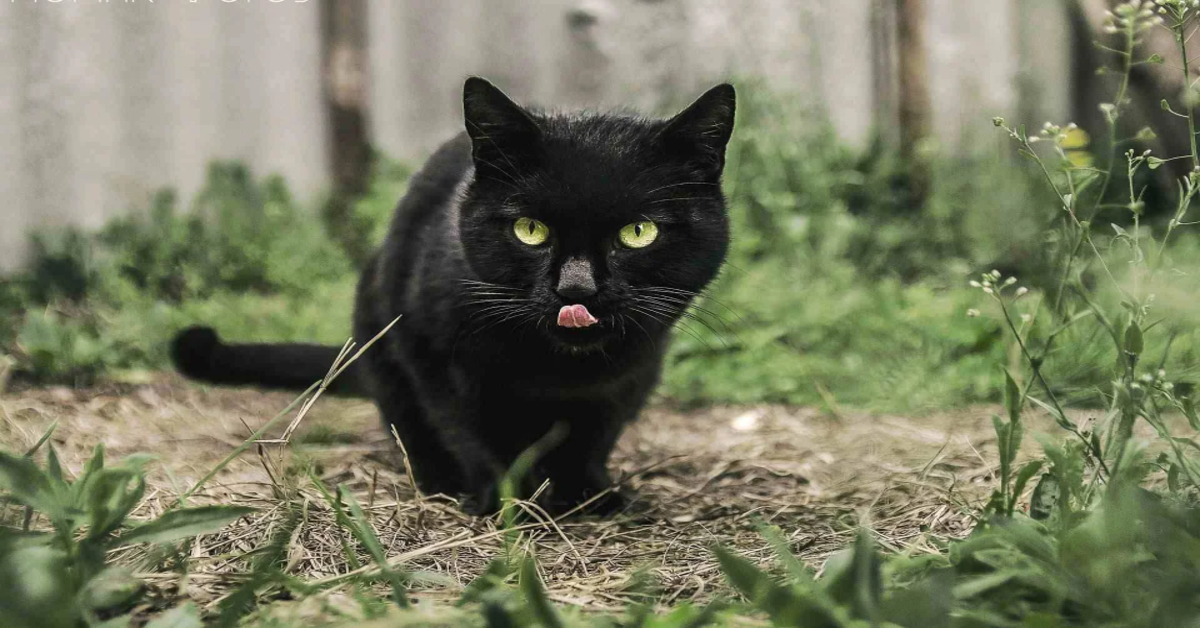 gatto nero nel prato