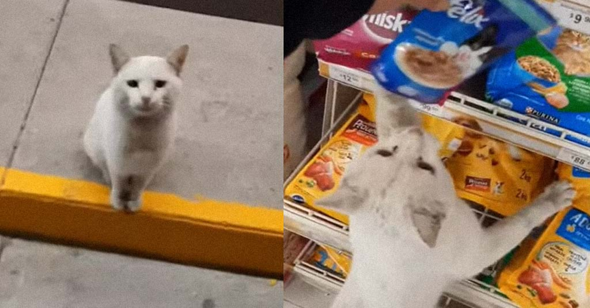 gatto chiede cibo al supermercato due foto