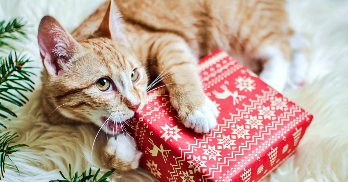 Vigilia di Natale con il gatto: consigli per trascorrere questa giornata felici