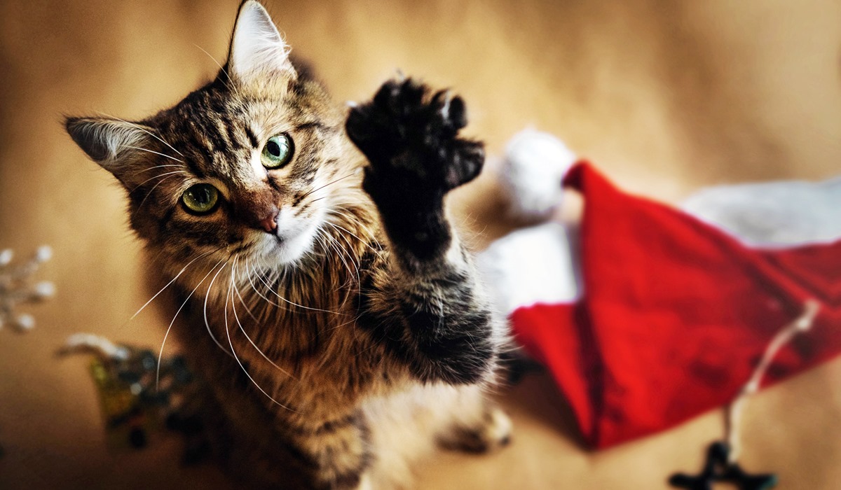 gatto con cappello di babbo natale