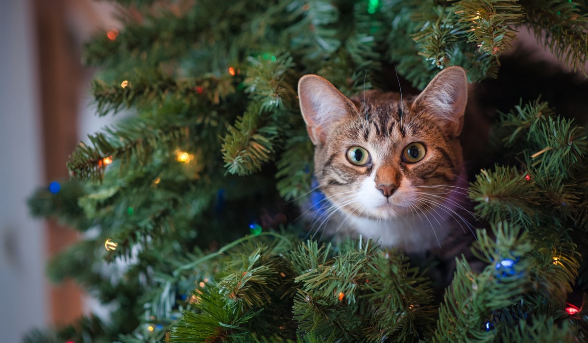 gatto che si arrampica sull'albero di natale