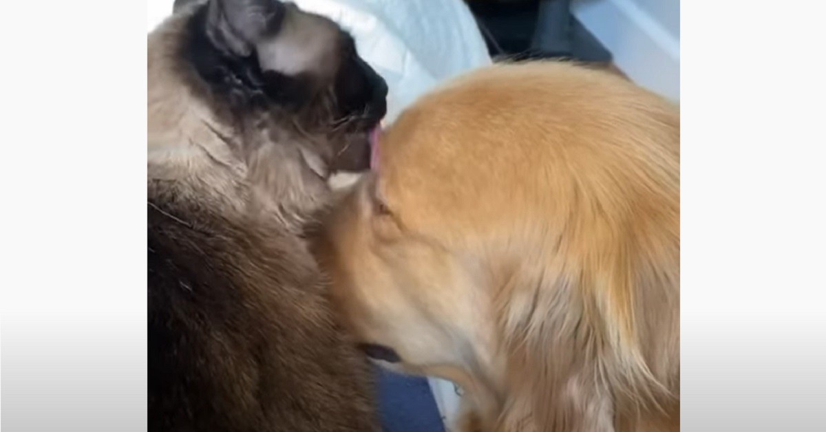 gattino siamese da i baci al cane sulla fronte
