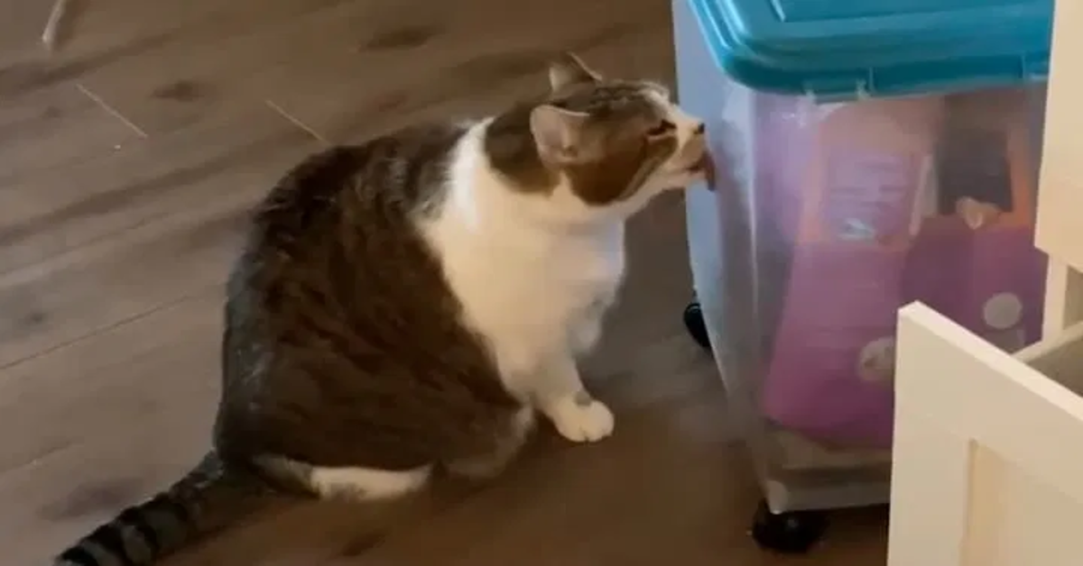 gatto obeso cerca di prendere il suo cibo preferito