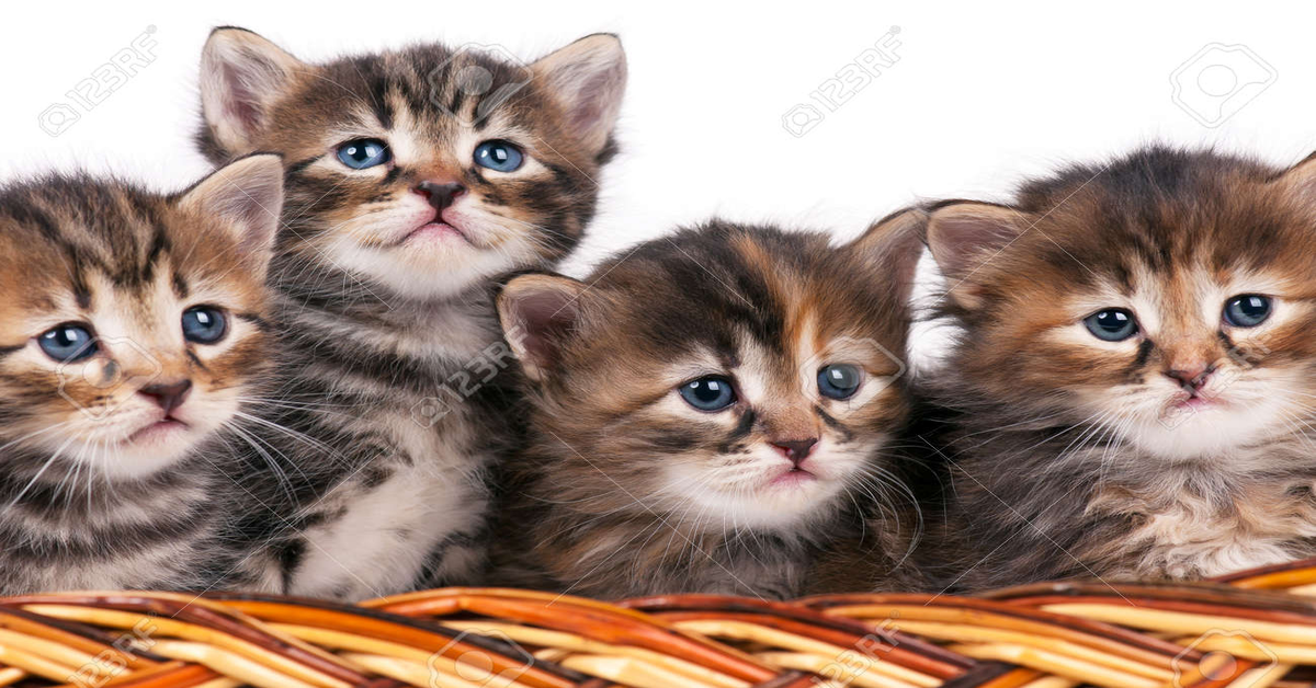 I minuscoli gattini innamorano migliaia di utenti con il video che li ritrae mentre si fanno le coccole