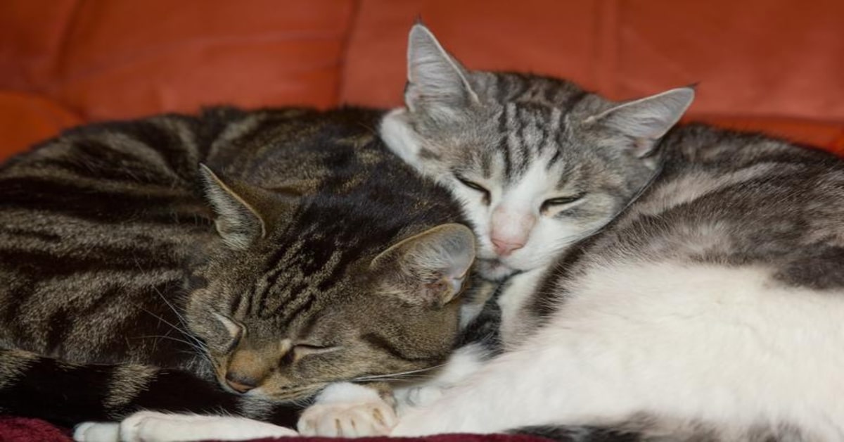 Una tenera scena di due gattini innamorati che si baciano conquista migliaia di utenti (VIDEO)