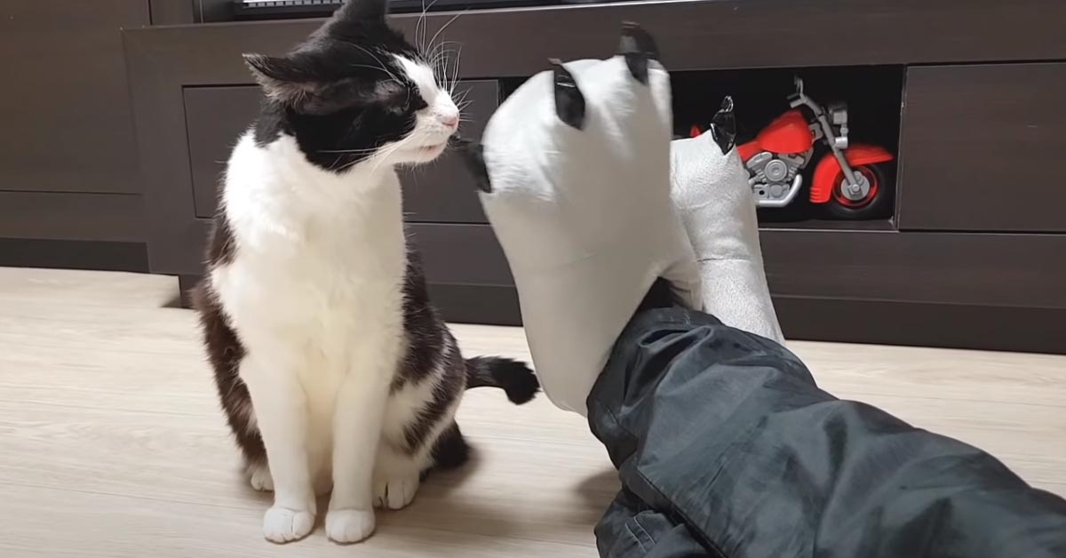 A questo gattino non piacciono le nuove pantofole del proprietario (video)