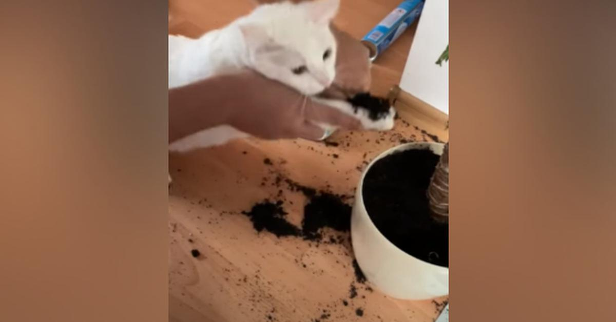 Una punizione per questi due gattini dispettosi: la mamma umana fa pulire a loro stessi il pavimento che hanno sporcato (VIDEO)