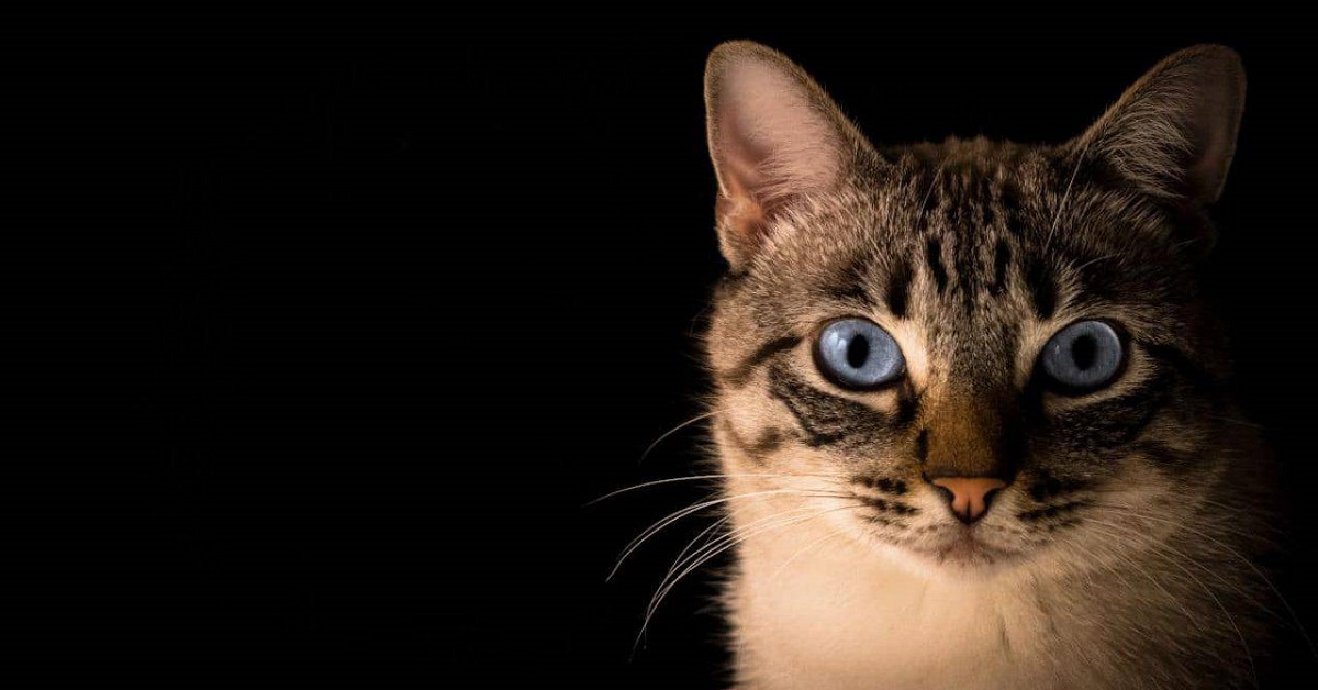 Ai gatti serve la protezione per gli occhi? Ecco che cosa sapere