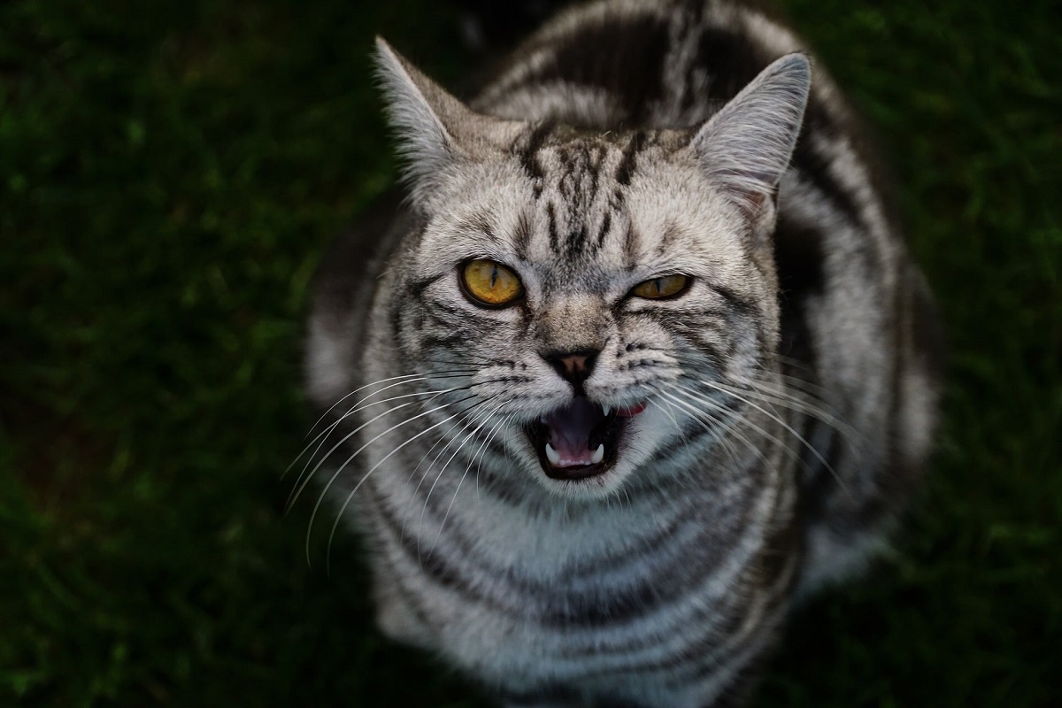 gatto con fastidio a occhio