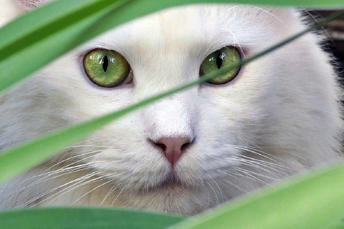 gatto occhi verdi