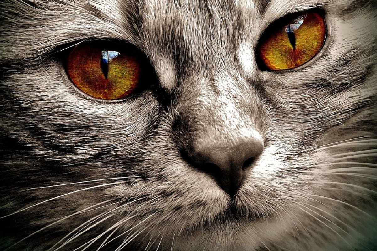 occhi del gatto