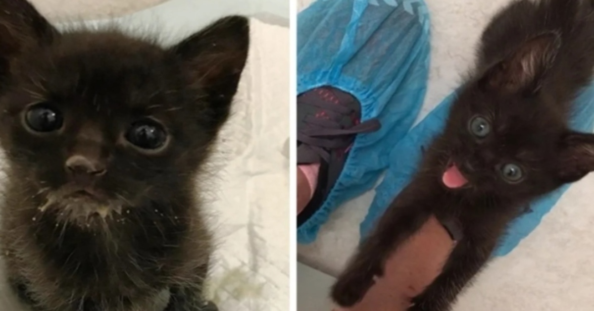 Ashby, la gattina con scarse probabilità di sopravvivenza trova la felicità (VIDEO)