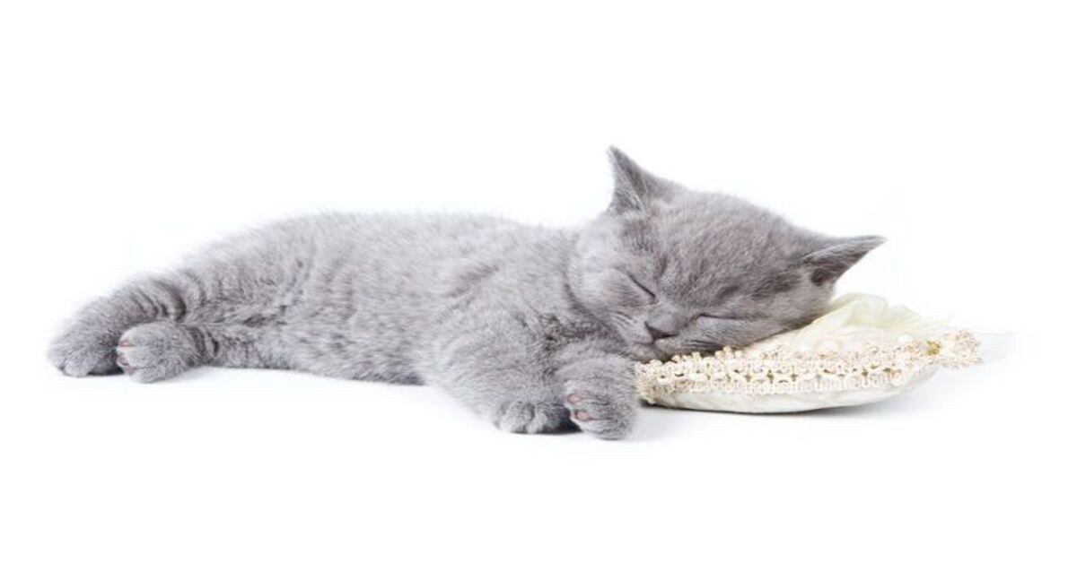 Attenzione al gatto, quando dorme qui sopra: ecco quali pericoli potrebbe correre