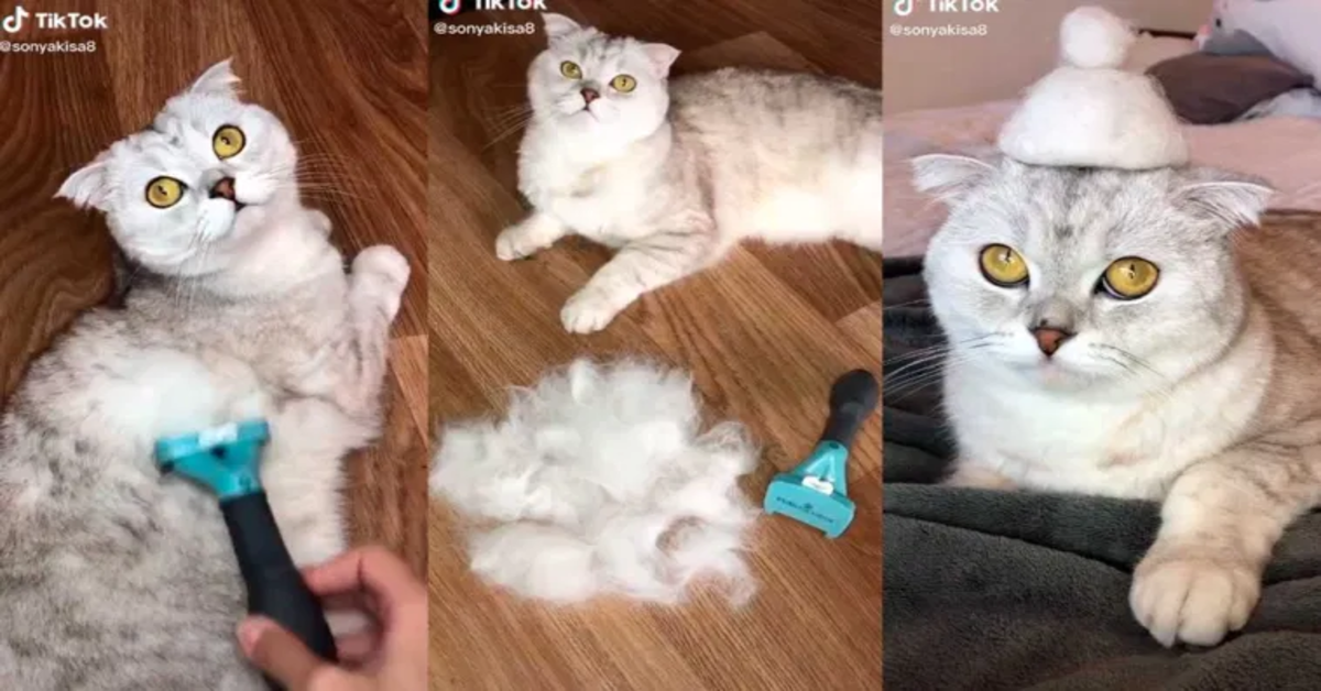 gattina con pelo in eccesso tre foto