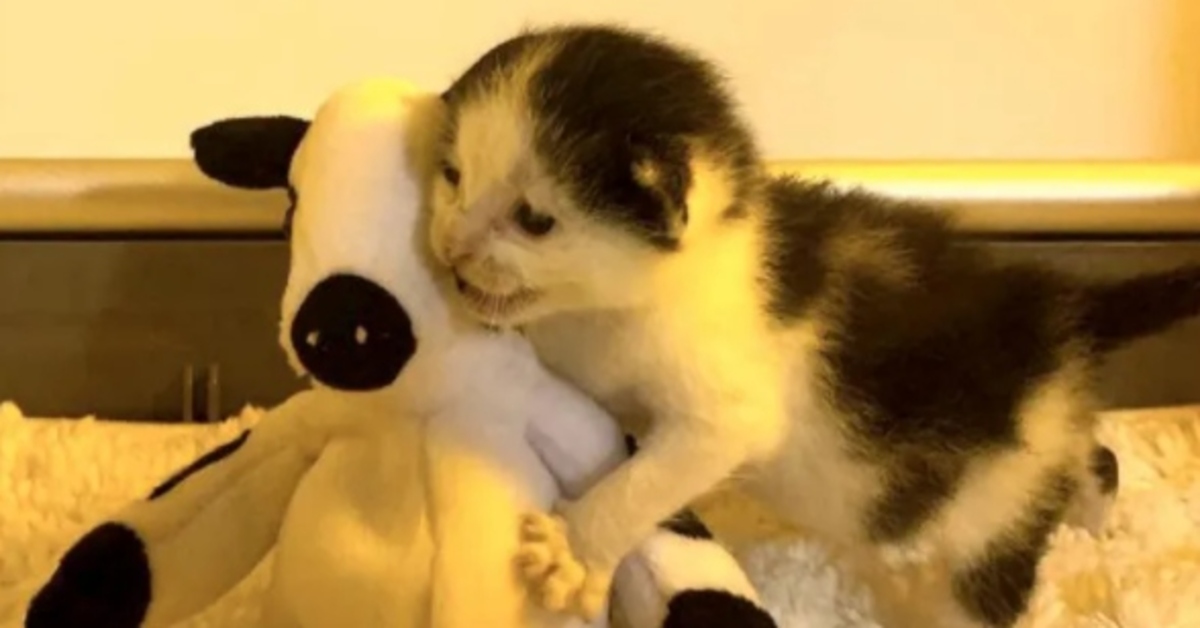 Bo, il gattino europeo che insieme alla sua mucca di peluche ha cambiato vita (VIDEO)