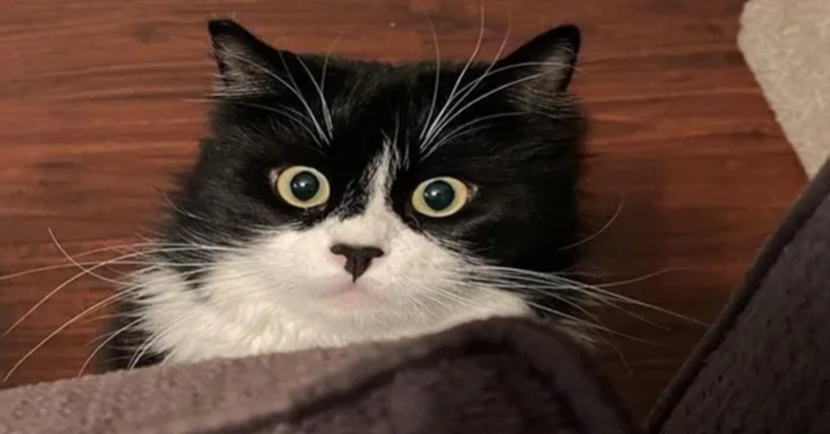 Buddy, il gattino randagio che ha scelto da solo la persona da cui farsi salvare (VIDEO)