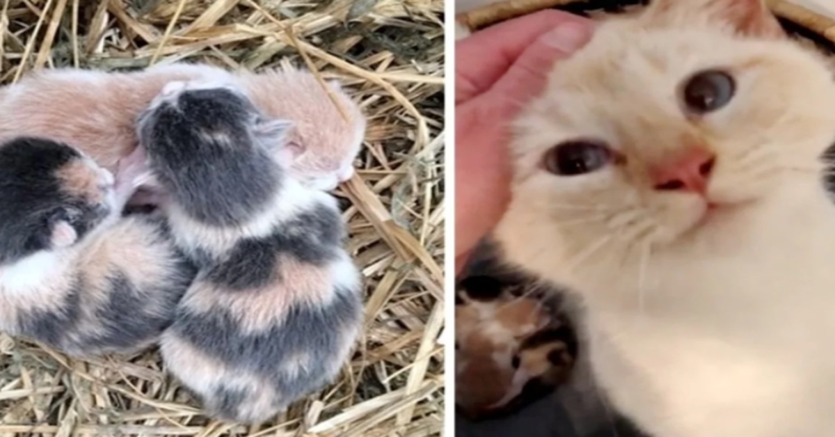 Charlotte, la gattina diffidente che ha donato ai suoi cuccioli una nuova vita (VIDEO)