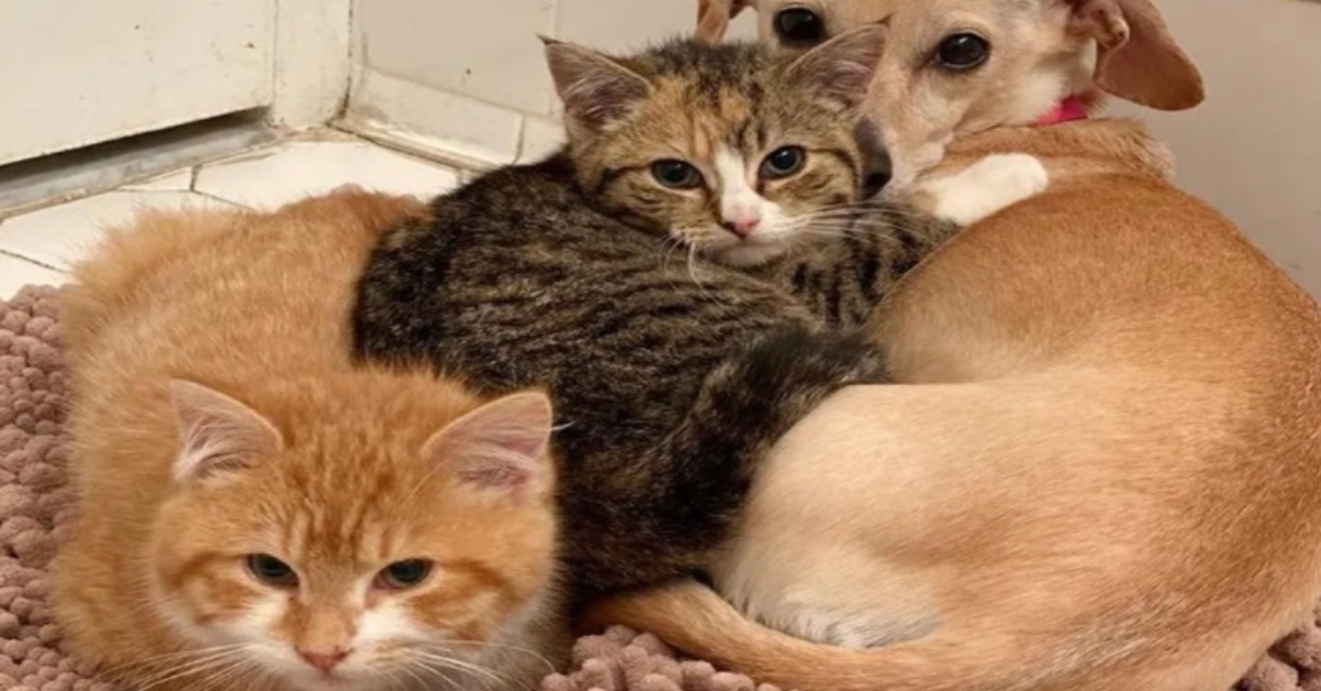 Chester e Blair, i due gattini accuditi da una dolce cagnolina di nome Kona (VIDEO)