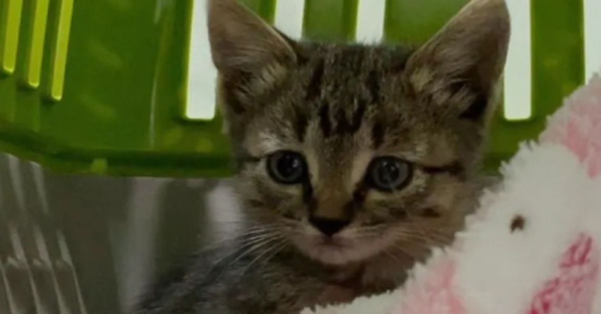 Cindy Lou, la gattina soriano che ha scoperto di potersi fidare degli esseri umani (VIDEO)