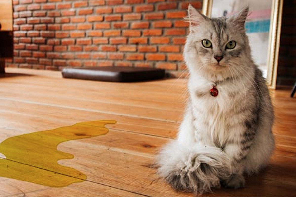 gatto fa pipì sul pavimento