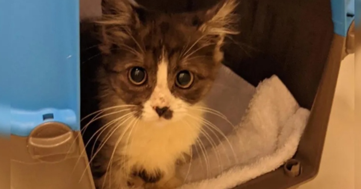 Dory, la gattina polidattile che ha trovato la felicità grazie a un amico speciale (VIDEO)