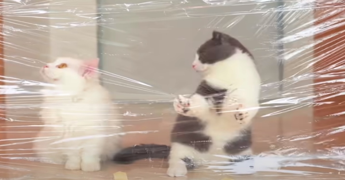 Due gattini Munchkin cercano di affrontare un muro di pellicola (VIDEO)