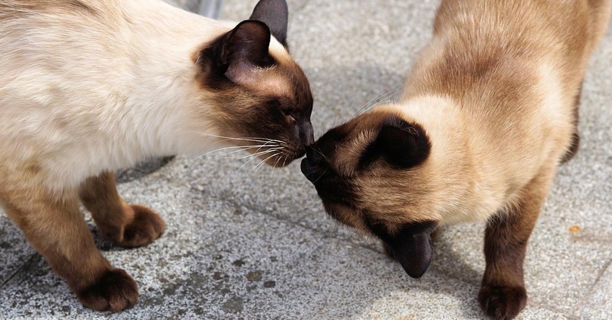 Due gattini Siamesi lottano teneramente e il momento è magico (video)