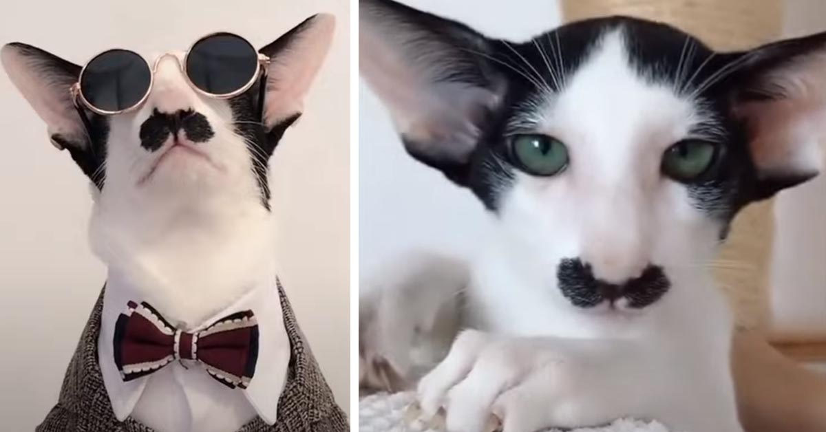 Ecco a voi HuHu, il gattino con i baffi più cool del web (video)