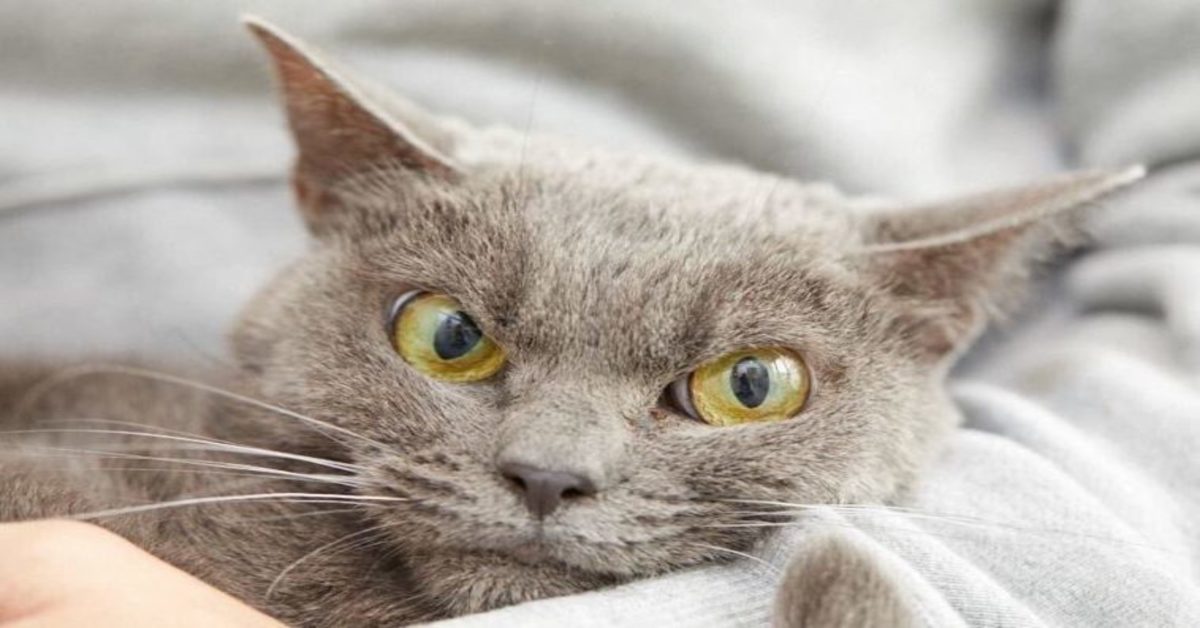 Ecco cosa dovresti fare se il tuo gatto si comporta sempre male e sembra non pentirsene