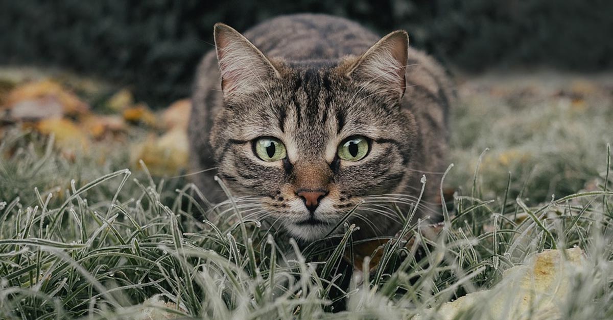 Ecco svelato dove va il gatto quando esce di casa: facciamo attenzione