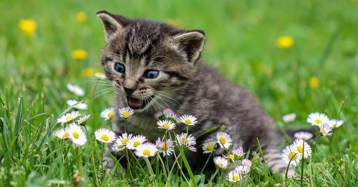 Gattino che gioca in un prato