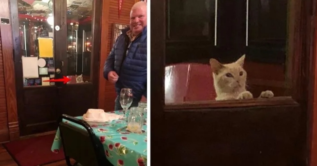 Escono per andare a mangiare al ristorante e tornano a casa con un gattino di nome Lucky (VIDEO)