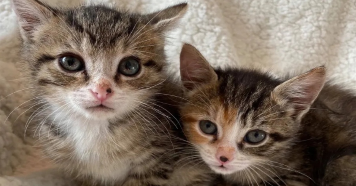 Ferby, il gattino con due zampe che ha trovato la felicità grazie alla sua sorellina (VIDEO)