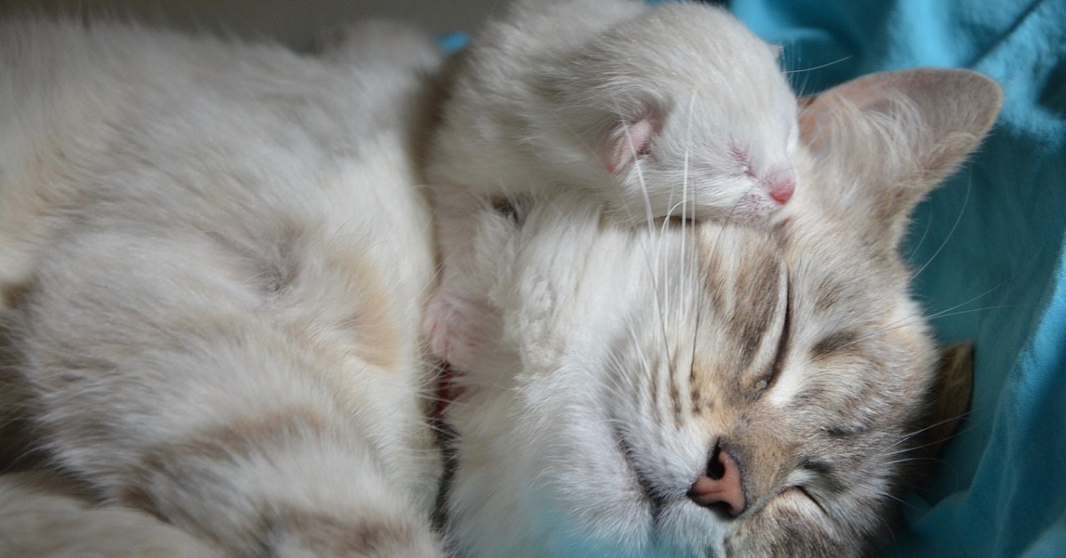 La gatta randagia incinta che ha dato alla luce cinque adorabili gattini (VIDEO)