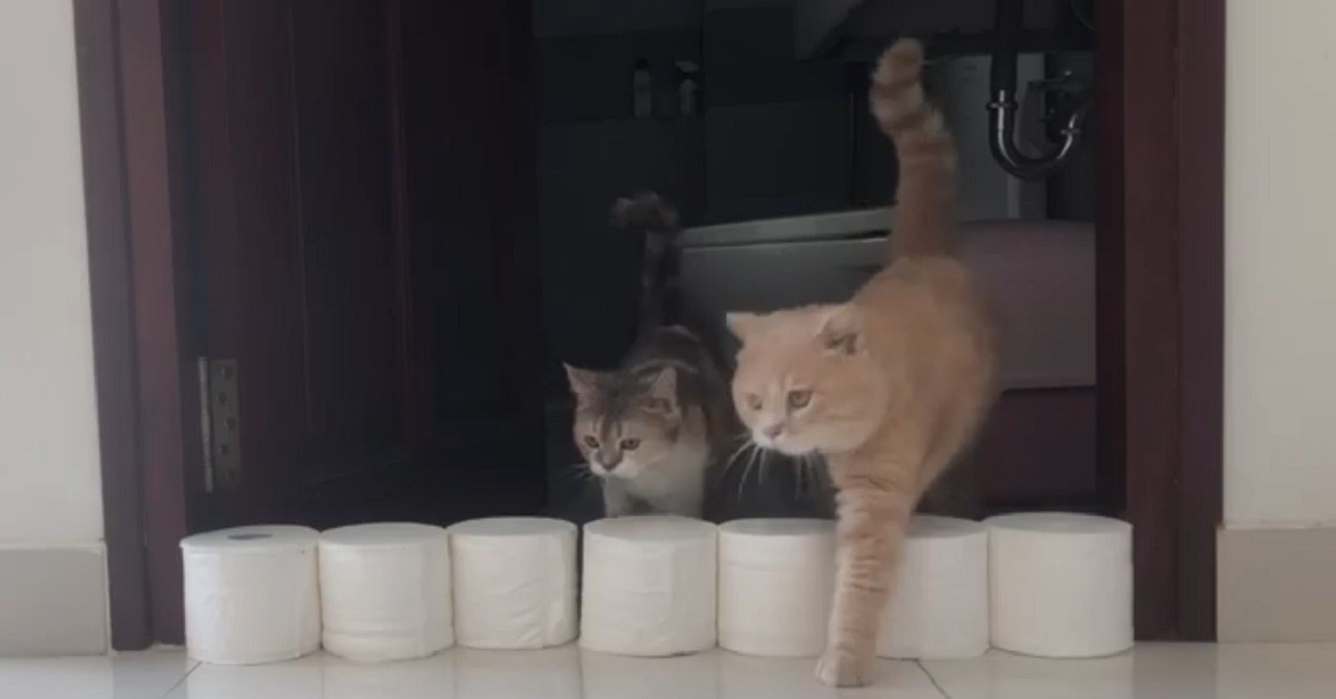 I gattini British Shorthair affrontano un muro di carta igienica (VIDEO)