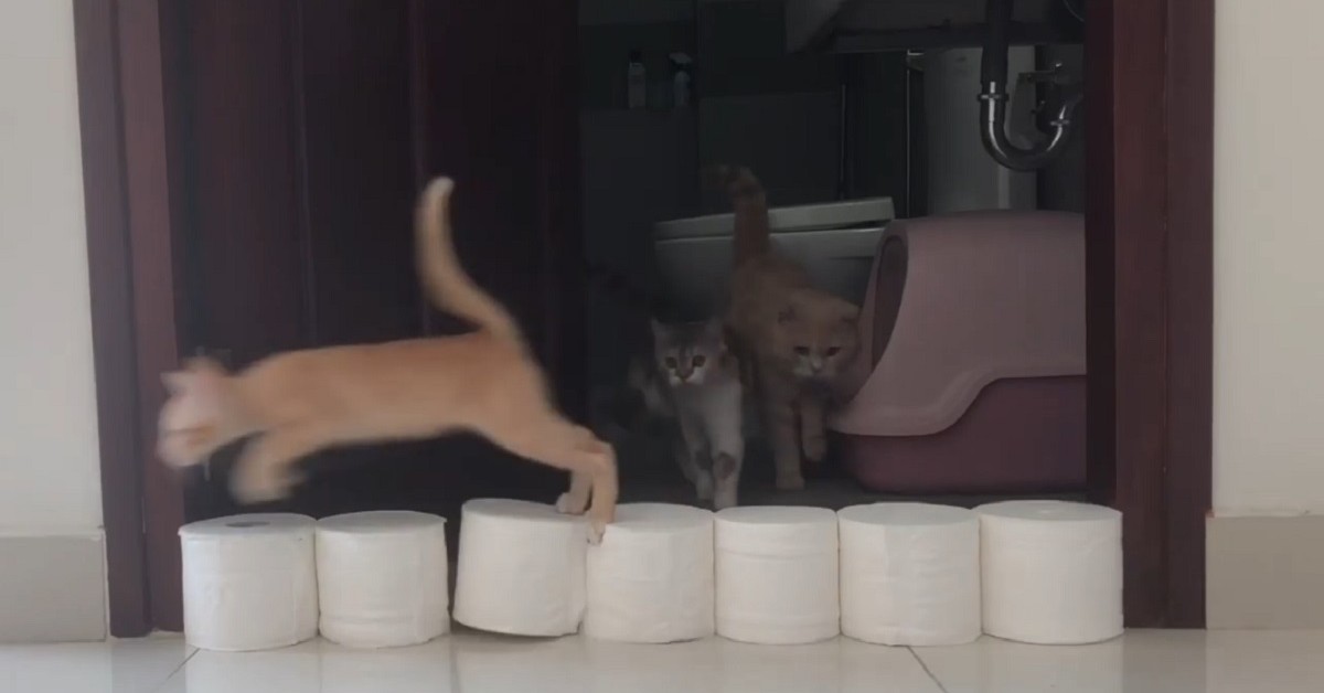 gattini British Shorthair affrontano un muro di carta igienica