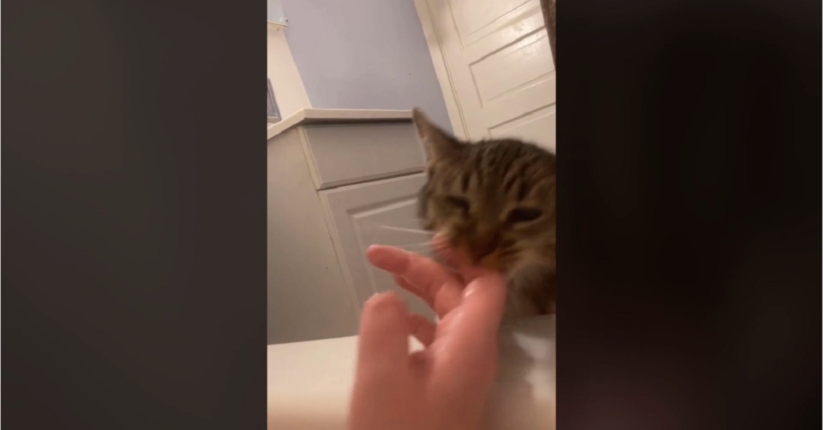 Gattino ansioso che salva il proprietario dalla vasca