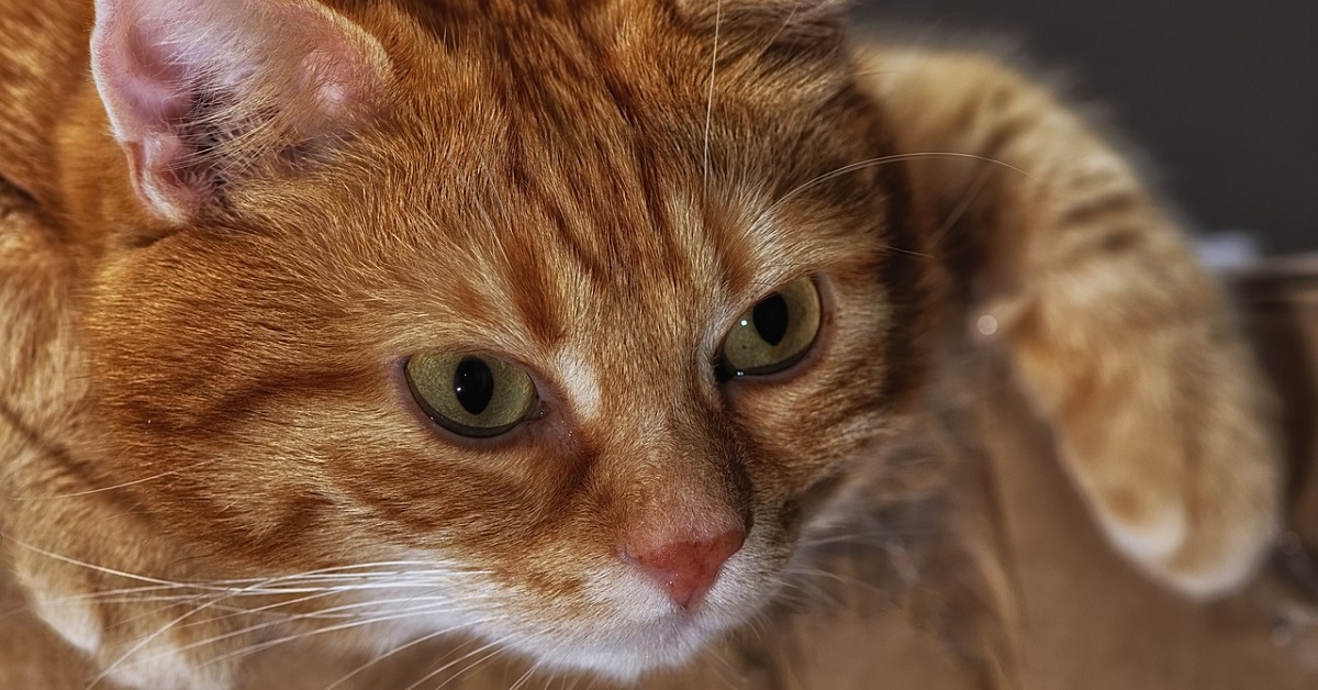 Il gattino ansioso che salva il proprietario per paura che anneghi nella vasca da bagno (VIDEO)