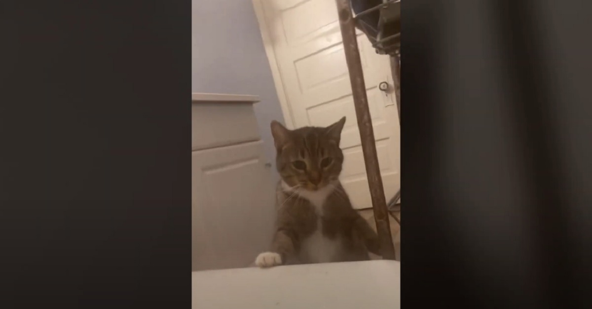 Gattino ansioso che salva il proprietario dalla vasca