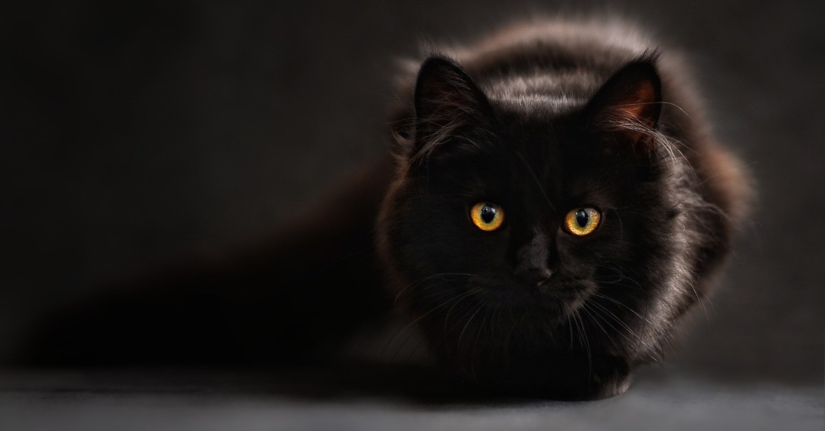 Gattino che odia la fidanzata del suo padrone