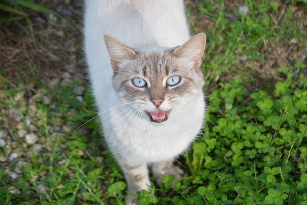 gatto adulto si lamenta