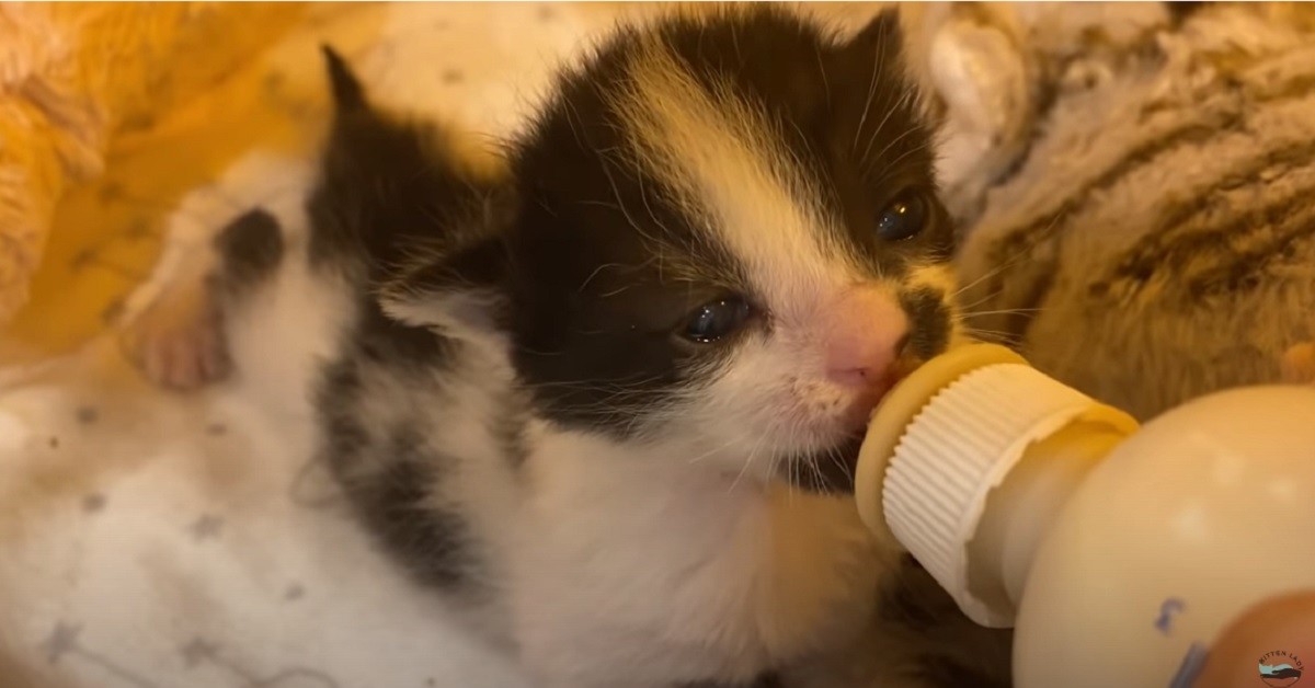 Il tenero gatto è geloso del piccolo gattino adottivo (VIDEO)