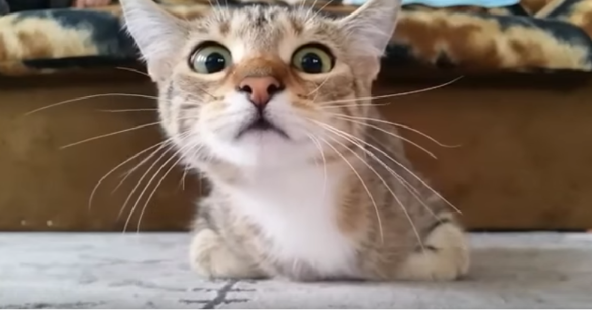 Ollie, il gattino che reagisce in maniera inaspettata quando vede un uccello alla televisione (VIDEO)