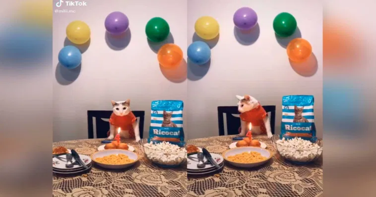 compleanno gatto con torta e palloncini