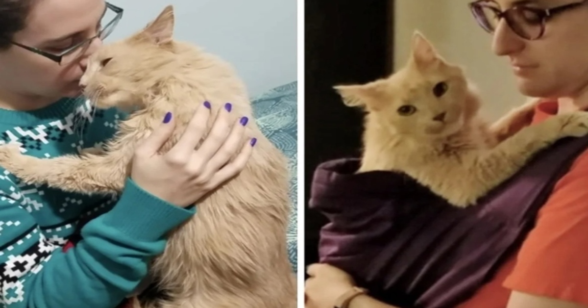 Huggs, il gattino che abbraccia la sua padrona per ringraziarla di averlo adottato (VIDEO)