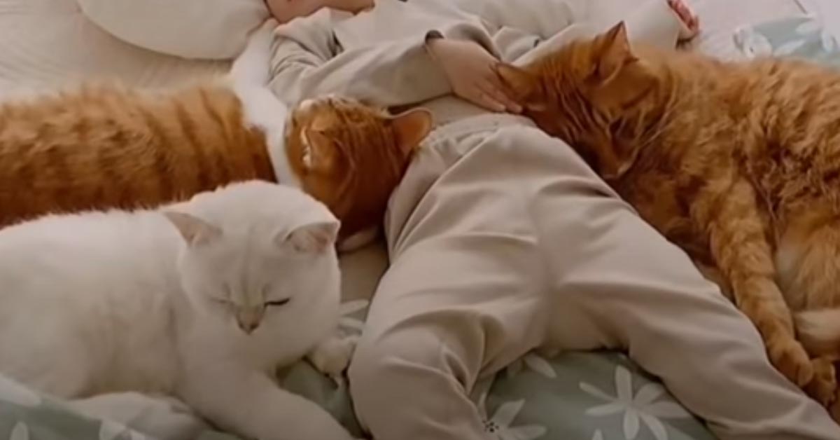 I Cinque Gattini E La Piccola Bambina Sono I Protagonisti Di Un Amicizia Speciale Video Il Mio Gatto E Leggenda