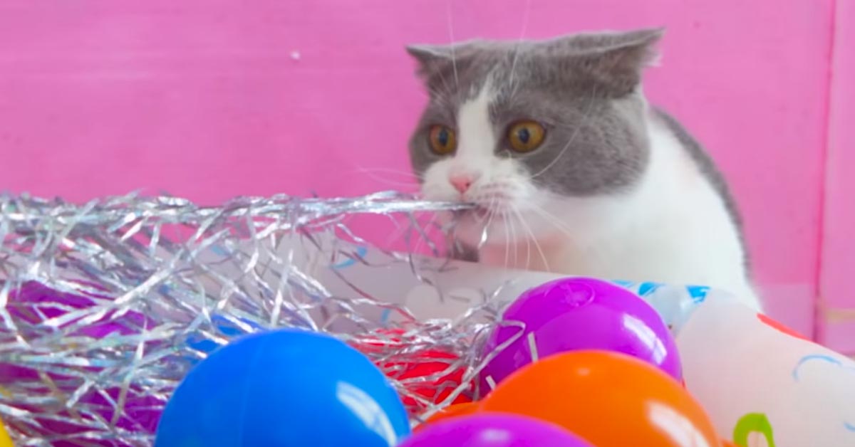 I due gattini Munchkin alle prese con tante palline colorate hanno fatto impazzire il web (video)