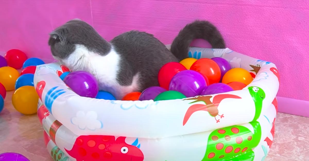 Gatto che gioca con delle palline